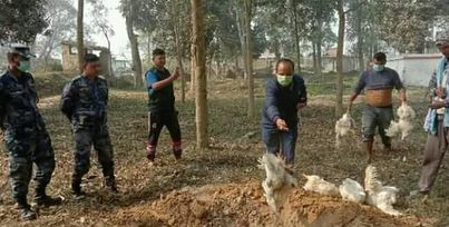 बारामा सशस्त्र प्रहरीद्धारा ठूलो संख्यामा अबैध कुखुरा बरामद