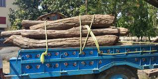 काठ तस्करी हुँदै गरेको विशेष सूचनाका आधारमा वन सुरक्षा गस्ती टोलीद्धारा अवैध सालको काठ बरामद