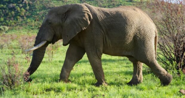 फतुवा बिजयपुर नपा ११ मा हात्तीकाे आतंक स्थानीयहरुलाई सास्ती ।