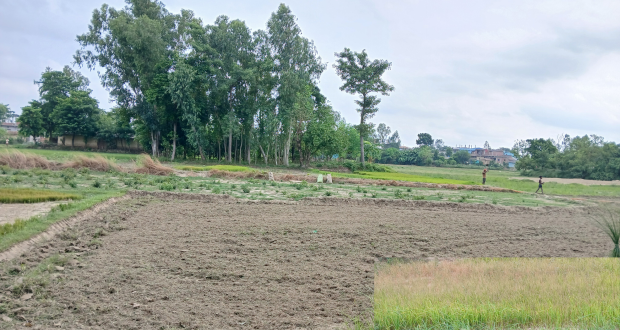 साउनको मध्यसम्म पानी नपर्दा धान रोपाइँ प्रभावित,व्याडमै सुक्न थाल्यो धानको बीउ