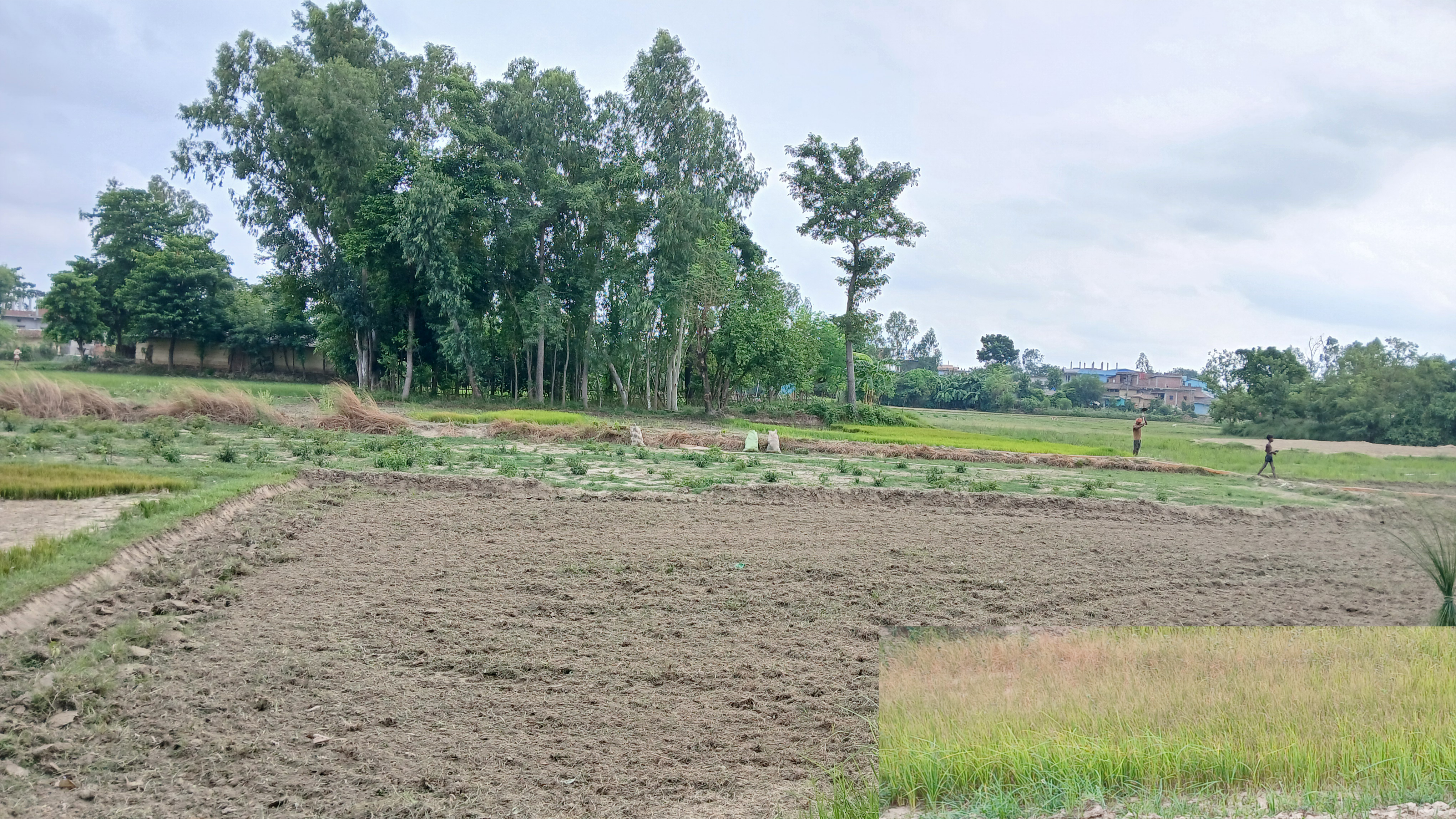 साउनको मध्यसम्म पानी नपर्दा धान रोपाइँ प्रभावित,व्याडमै सुक्न थाल्यो धानको बीउ