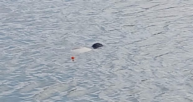 रौतहटको औरैया स्थित पोखरीमा एक युवकको शव फेला