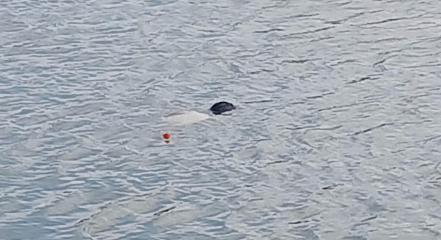 रौतहटको औरैया स्थित पोखरीमा एक युवकको शव फेला