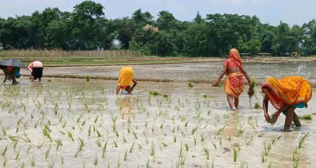 आकाशे पानी परेपछि मधेसमा धमाधम धान रोपाइँ हुदै
