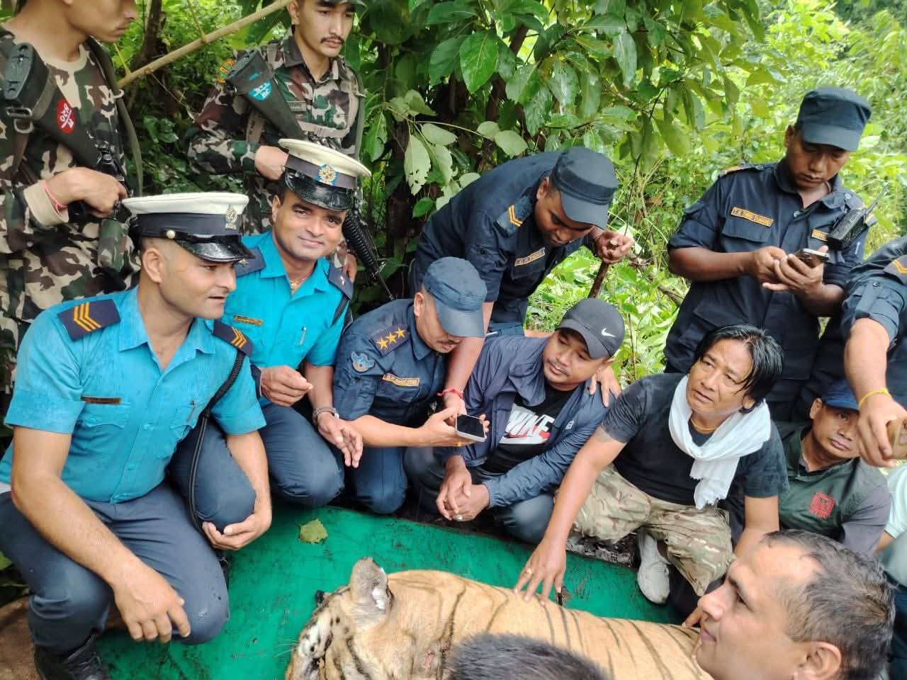 बाराको अमलेखगञ्जमा आतंक मच्चाएको नरभक्षी बाघ नियन्त्रणमा