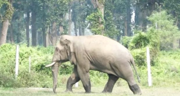 बारामा जंगली हात्तीको आक्रमणबाट ट्रक चालकको घटनास्थलमै मृत्यु