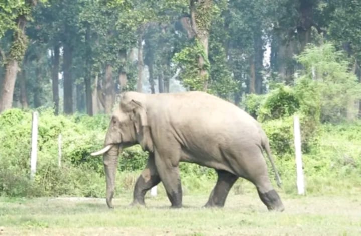 बारामा जंगली हात्तीको आक्रमणबाट ट्रक चालकको घटनास्थलमै मृत्यु