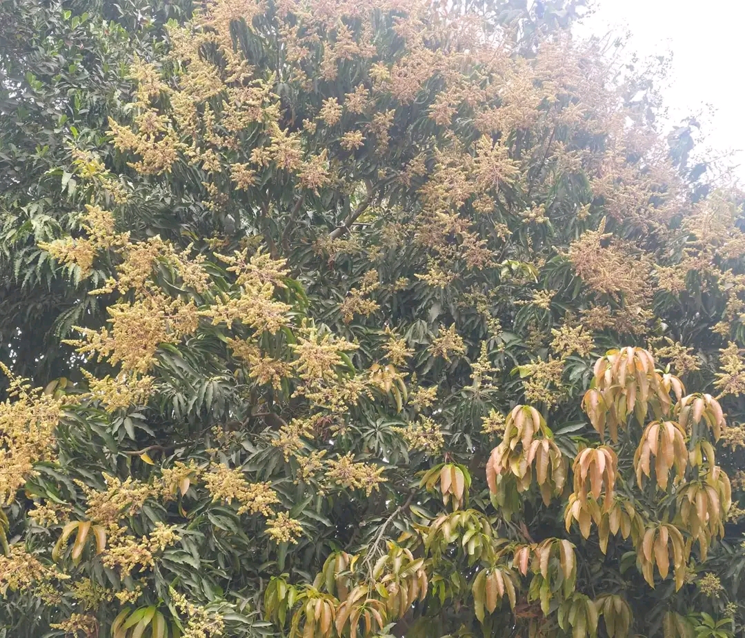 रौतहटमा यस वर्ष आँपको उत्पादन बढ्ने आशमा किसान, मोजरले वातावरण मनमोहक